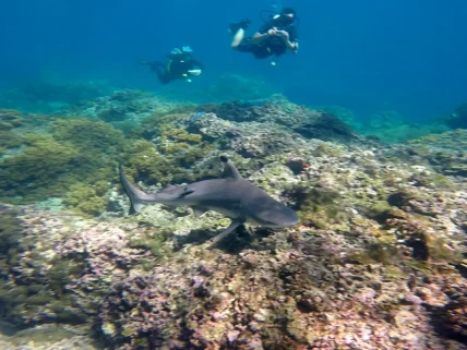 Phuket Advanced Dives Bida Nok