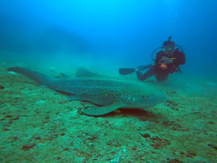 Phuket Advanced Dives Shark Point