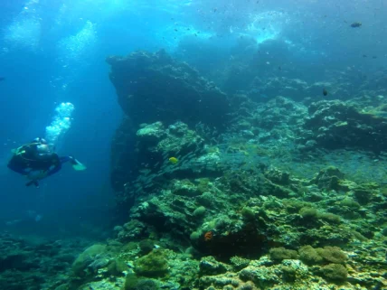 Diving Phi Phi Islands Patong Phuket