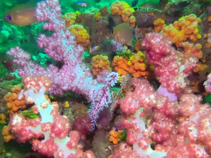 Phuket diving King Cruiser Wreck