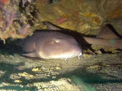 Phuket diving Koh Doc Mai