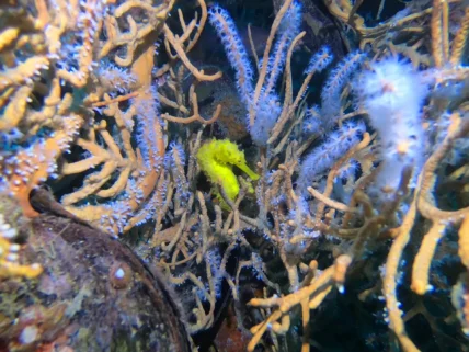 Phuket Diving Phi Phi Islands