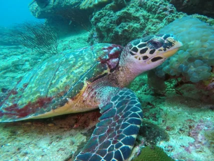 Phuket Diving Phi Phi Islands