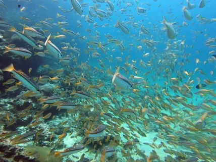 Phuket Diving Phi Phi Islands