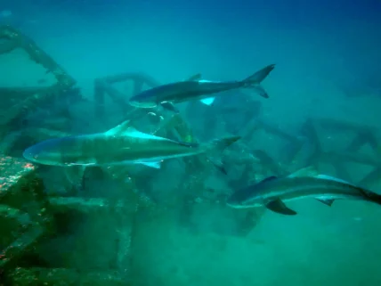 Phuket diving Shark Point