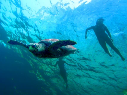 speedboat snorkeling tours phuket 03